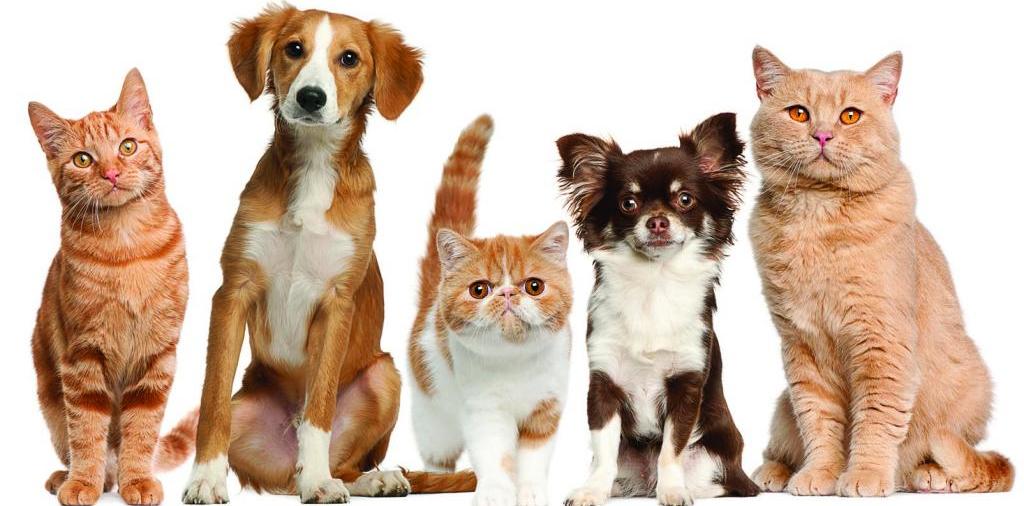 Доска объявлений о животных | ЗооТом - продажа, вязка и услуги для животных в Назарово