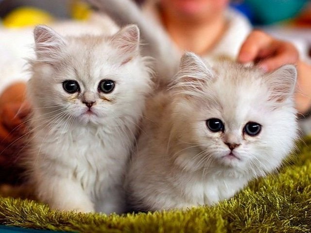 Породы кошек в Назарово | ЗооТом портал о животных