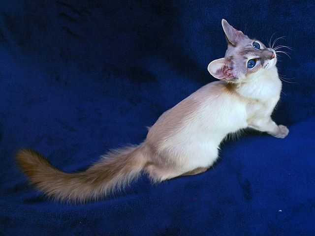 Выведенные породы кошек в Назарово | ЗооТом портал о животных