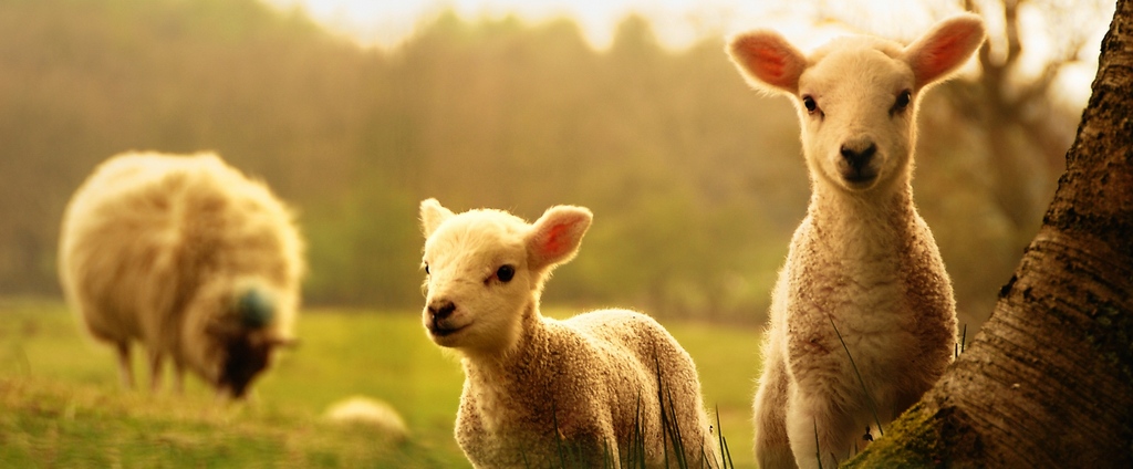 Объявления о сельскохозяйственных животных | ЗооТом - продажа, вязка и услуги для животных в Назарово