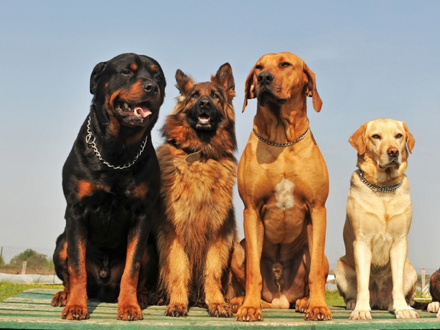 Крупные породы собак в Назарово | ЗооТом портал о животных