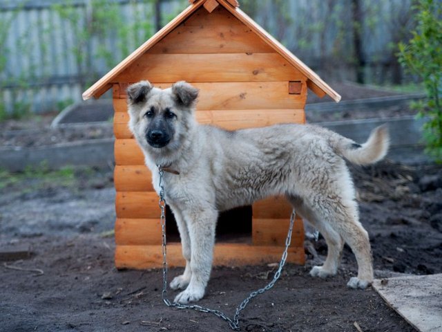 Все о собаках в Назарово Все о собаках в Назарово